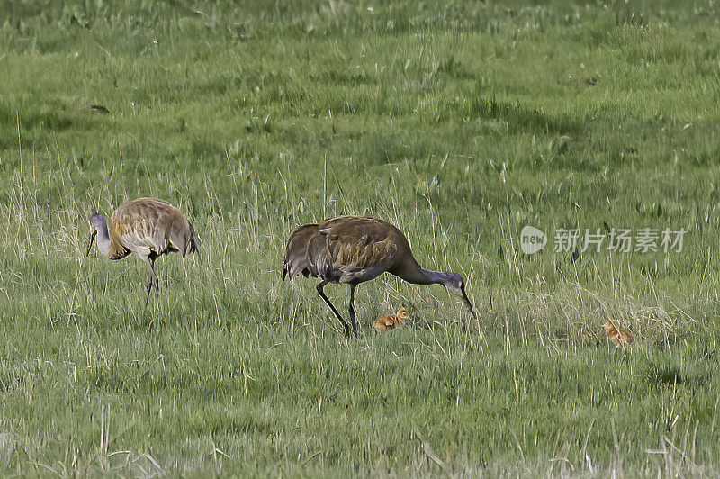 沙丘鹤(Antigone canadensis)是北美洲和西伯利亚东北部的一种大型鹤。黄石国家公园，怀俄明州。成年企鹅带着两只小企鹅。